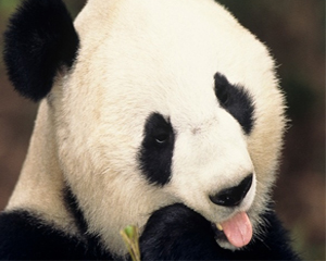 PANDA UPDATE: NEW WINNERS AND LOSERS